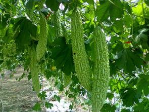 吃瓜的苦瓜王者,吃瓜者的甜蜜复仇之旅