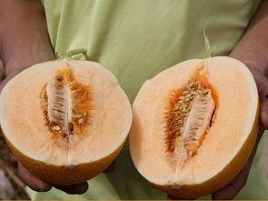 吃沙漠瓜反胃恶心,挑战味蕾极限，反胃恶心背后的真相