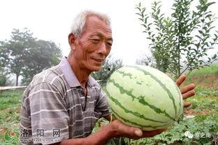 依洛吃瓜记,揭秘娱乐圈幕后真相