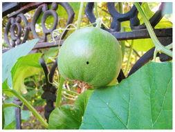 今年有什么瓜吃,年度瓜果盛宴来袭