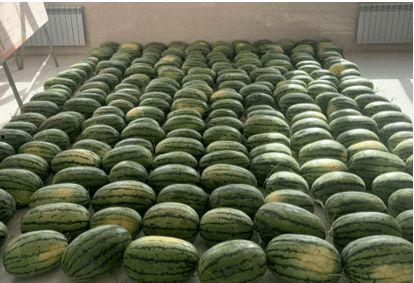 河北校园吃瓜,揭秘校园里的那些“秘密”与“趣闻”