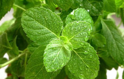 黑瓜叶怎么吃,探索绿色美食新境界