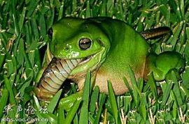 青蛙打气球吃瓜,气球大战与甜蜜瓜果之旅