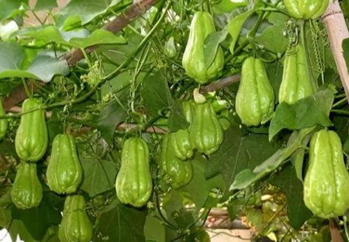 佛手瓜 种子 吃,探索营养与美味的双重享受