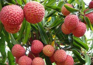 男友吃瓜荔枝视频大全,解锁夏日甜蜜瞬间