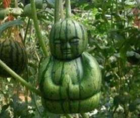 真正的吃瓜图片,瓜界奇观大揭秘