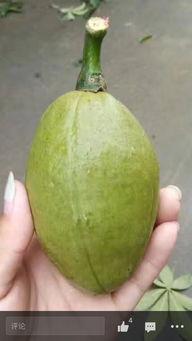 吃瓜大神009,网络红人的崛起与影响力