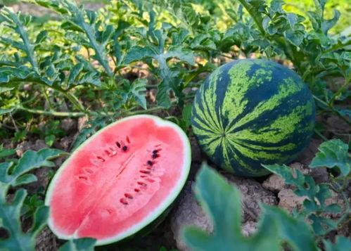 来烟台旅游吃瓜事件,一场意外引发的美食风波