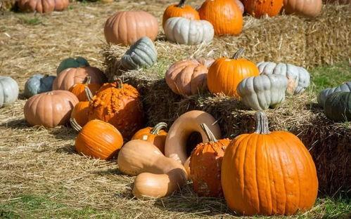 农工商吃瓜,瓜香四溢的田园生活画卷