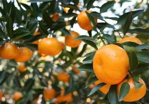 吃瓜博主紫金,紫金吃瓜博主带你揭秘娱乐圈幕后真相