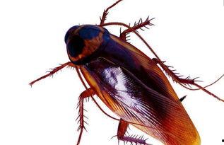 带你吃瓜大蟑螂,带你吃瓜大蟑螂背后的故事