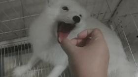 印度吃狐狸瓜,探寻狐狸瓜的独特风味