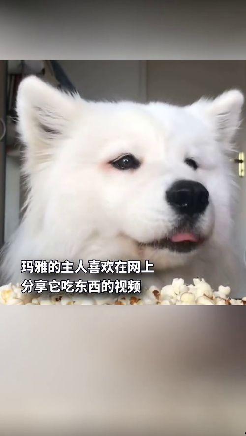 听狗说话吃瓜,揭秘狗狗“吃瓜”背后的秘密