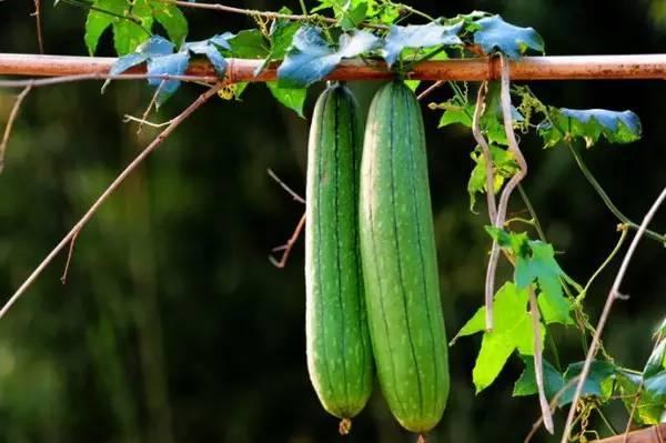 秋天不宜吃三瓜,远离三瓜，健康度秋