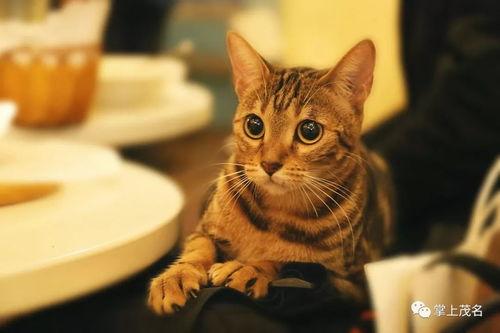 娱乐吃瓜酱旅馆猫咪,揭秘娱乐吃瓜酱旅馆的喵星人生活