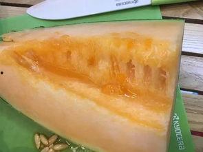 新疆富贵瓜怎么吃,解锁美味新体验