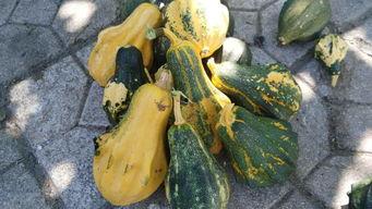 啥叫吃瓜视频,网络时代的娱乐风向标