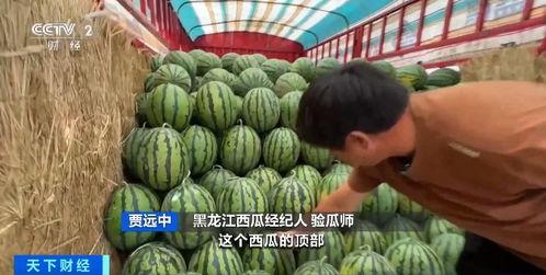 游客吵架萌兰吃瓜,萌兰吃瓜成焦点