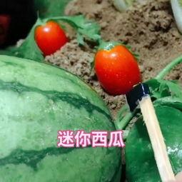 瓜地里吃瓜的心情,心旷神怡的夏日食瓜时光