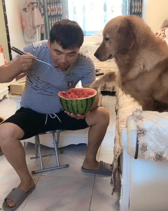 吃瓜狗被打,一场网络暴力引发的争议