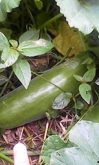 生瓜熟吃有毒,警惕有毒物质生成之谜