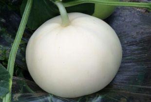 孕妇可用吃梨瓜吗