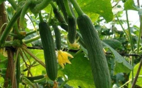 地里吃瓜都吃不明白,为何吃瓜都吃不明白？