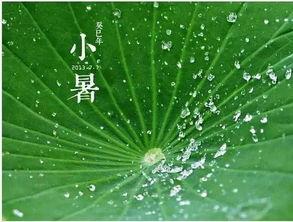 鉴赏吃瓜,一场视觉与味蕾的双重盛宴