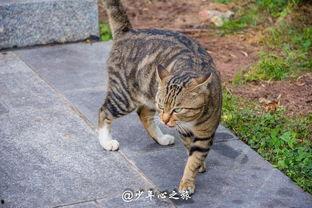 吃瓜群众猫咪图片,猫咪视角下的趣味瞬间