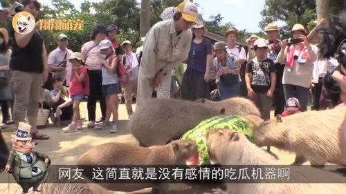 吃瓜群众速度围观