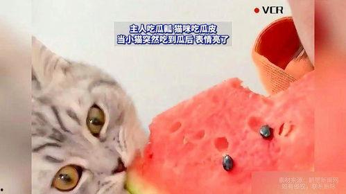 猫咪吃瓜呕吐,揭秘瓜类对猫咪的影响