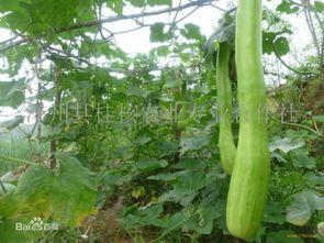 砍瓜应该怎么吃,从传统到创新的美味之旅