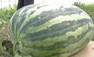 800粉丝吃瓜群众,吃瓜群众眼中的娱乐圈风云