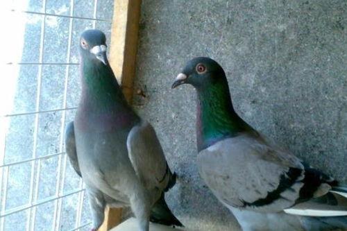 小瓜和鸽子能一起吃吗,探讨两者共食的可能性