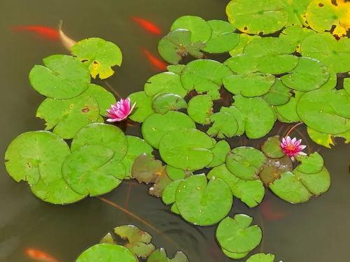 大连广播吃瓜,揭秘吃瓜群众的趣味生活