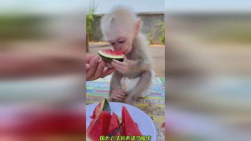 猴吃瓜搞笑