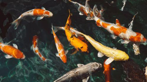 锦鲤和平精英吃瓜,平精英中的吃瓜盛宴